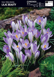 Krokus Lilac Beauty 10 szt.