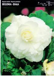 Begonia Bulwiasta Podwójna – Biała – 3 szt.