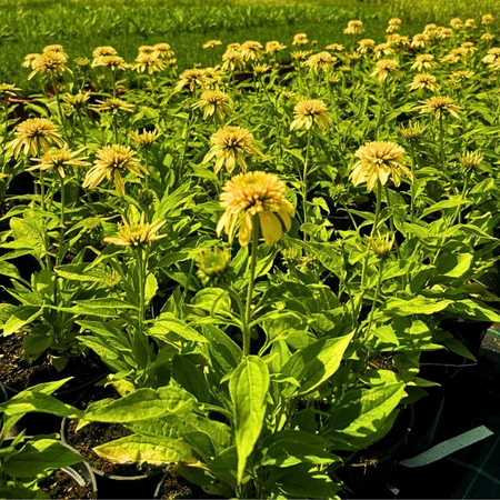 Jeżówka Cherry Fluff