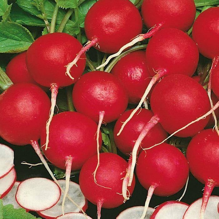 Rzodkiewka 'Vitessa' nasiona na taśmie – Kiepenkerl