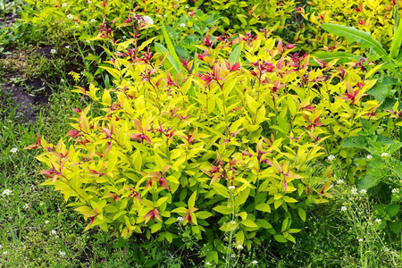 Tawuła Japońska 'Golden Princess' – Sadzonka 20-30 cm