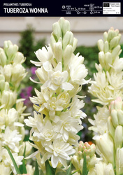 Tuberoza Wonna - 10 szt.
