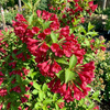 Krzewuszka Red Prince (Weigela florida Red Prince)
