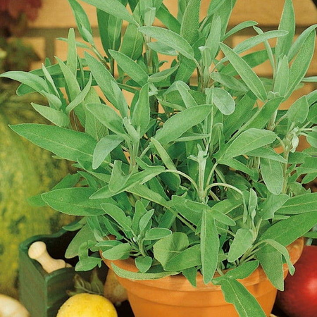 Szałwia – Bardzo Aromatyczna – Kiepenkerl