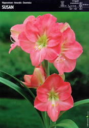 Hippeastrum Amarylis 'Susan' – 1 szt.