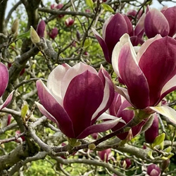 Magnolia Lennei (Magnolia Soulangeana Lennei) – sadzonka w doniczce C2 – Botana