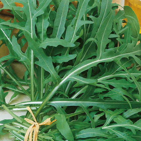 Rukola 'Wilde Rauke' – Odporna – Kiepenkerl