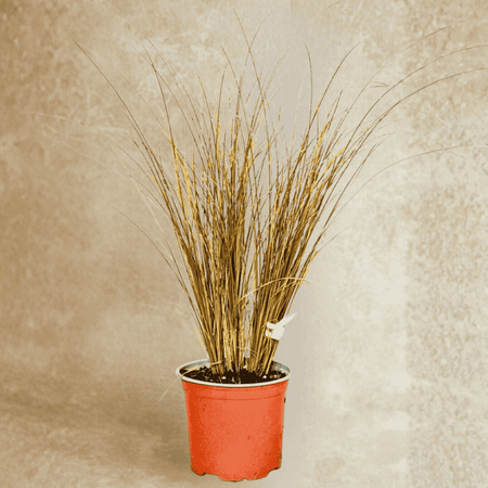 Turzyca Włosowa Bronze Perfection