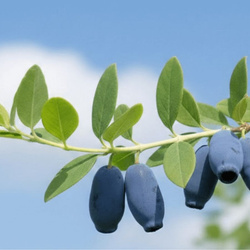 Jagoda kamczacka Indigo Gem – odmiana wczesna – sadzonka w donic C1,5 – Botana