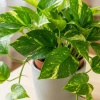 Epipremnum złociste (Epipremnum aureum) – sadzonka rozmiar M