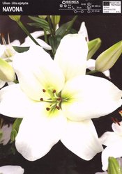 Lilia Azjatycka Navona 1 szt.