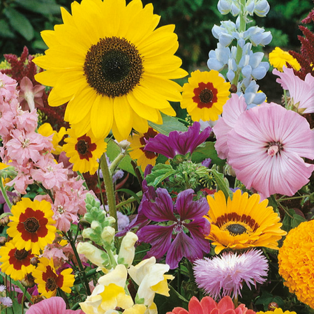 Kwiaty Wysokie – Mix Nasion – Kiepenkerl