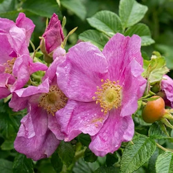 Róża Pomarszczona (Rosa Rugosa) – sadzonka w doniczce C2 – Botana