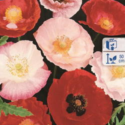 Mak polny – Mix Kolorów – Kiepenkerl