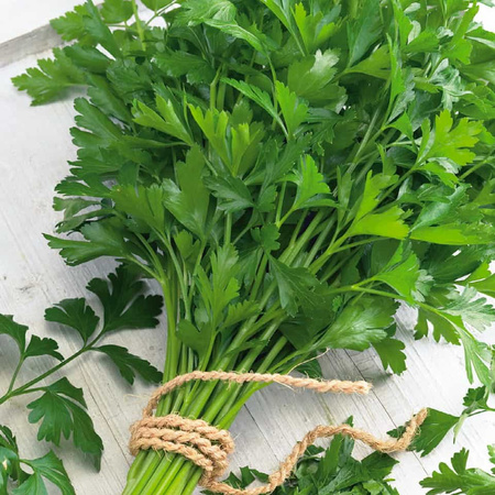 Pietruszka Naciowa 'Einfache Schnitt' – Kiepenkerl