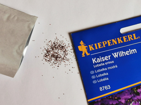 Lobelia przylądkowa 'Kaiser Wilhelm' - Nasiona - Kiepenkerl