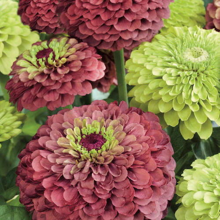 Cynia 'Red Lime' + 'Green Lime' – Kiepenkerl