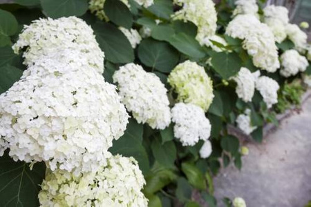 Hortensja Drzewiasta 'Annabelle' – sadzonka w doniczce C2 – Botana