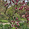 Magnolia Lennei (Magnolia Soulangeana Lennei) – sadzonka w doniczce C2 – Botana