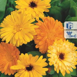 Nagietek lekarski – Mix Nasion – Kiepenkerl