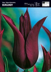 Tulipan 'Burgundy' – Liliokształtny – 10 szt.