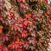 Winobluszcz pięciolistkowy Murorum (Parthenocissus Quinquefolia var. Murorum) – sadzonka w doniczce C2 – Botana