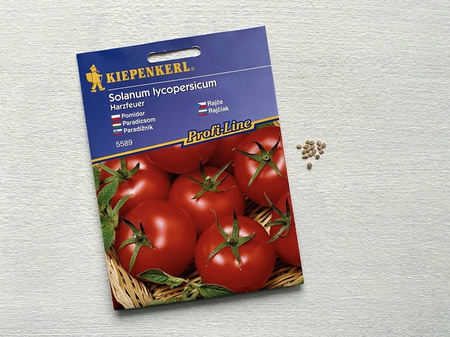 Pomidor 'Harzfeuer' F1 – Wczesny – Kiepenkerl