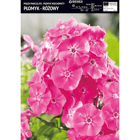 Płomyk wiechowaty różowy 1 szt.