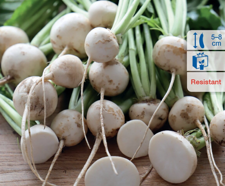 Rzepa Majowa ' Tokyo Top' F1 – Kiepenkerl