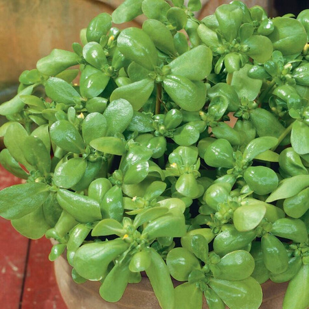 Portulaka Pospolita 'Sommerportulak' – Kiepenkerl