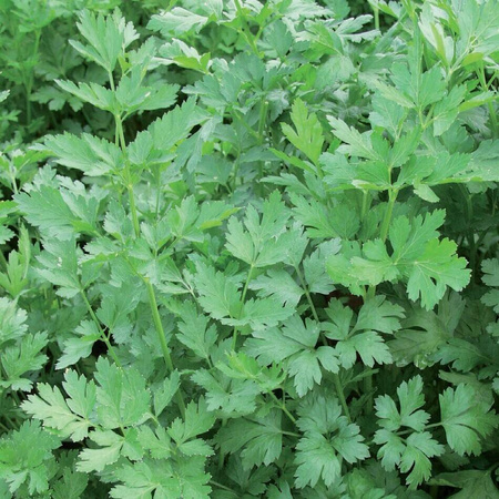 Pietruszka Naciowa 'Laura' – Kiepenkerl