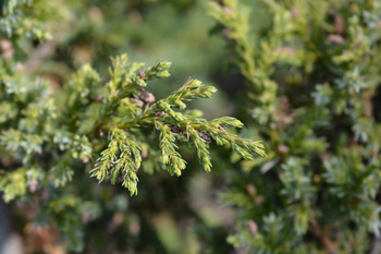 Jałowiec Chiński 'Blue Alps' – Sadzonka 20-30 cm