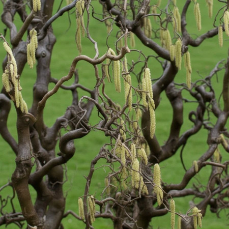 Leszczyna Pospolita Contorta (Corylus Avellana Contorta) – sadzonka w doniczce C5 – Botana