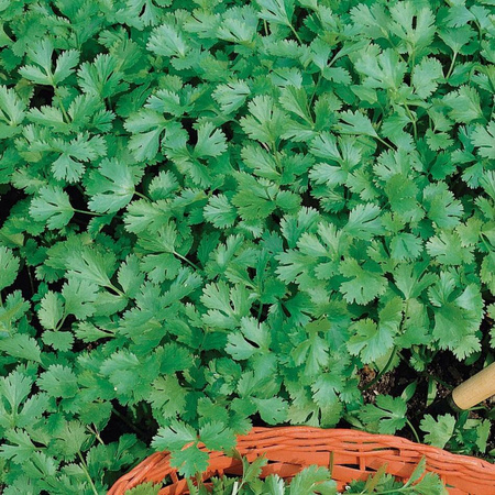 Kolendra Siewna – Kiepenkerl