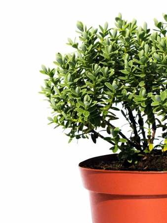 Hebe Veronica Zimozielone – 15 szt. pakiet