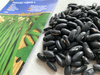 Fasola 'Negra' – Odporna Na Choroby – Kiepenkerl