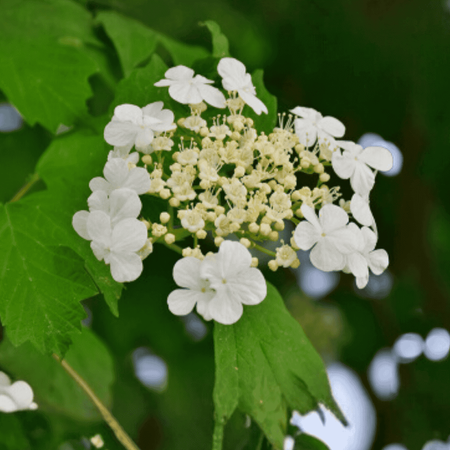 Hortensja Bukietowa 'Tardiva' – Sadzonka 30-40 cm