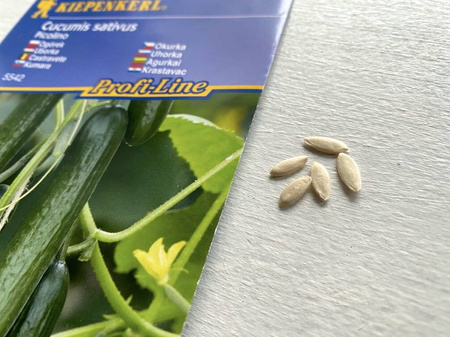 Ogórek 'Picolino' F1 – Odporny – Kiepenkerl