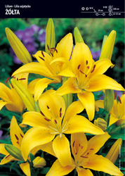 Lilia Azjatycka – Żółta – 1 szt.