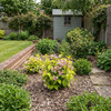 Krzewuszka Lime Monster (Weigela florida Lime Monster)
