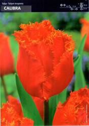 Tulipan Strzępiasty 'Calibra' – 10 szt.