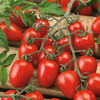 Pomidor 'Dolcetto' – Cherry – Kiepenkerl