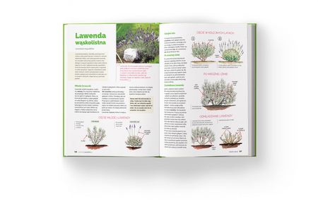 Książka Szkoła Cięcia – Rośliny Ozdobne – Lucyna i Alicja Grabowska