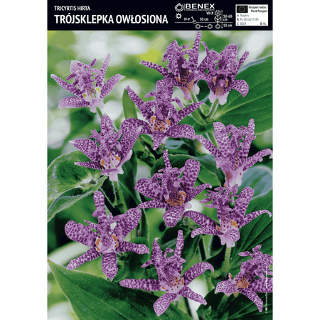 Trójsklepka owłosiona 1 szt.