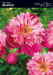 Peonia – Piwonia 'Belleville' – 1 szt.