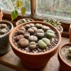 Żywe kamienie szczęścia (Lithops) – rozmiar sadzonki M