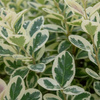 Trzmielina Fortune'a Emerald Gaiety (Euonymus Fortunei Emerald Gaiety) – sadzonka w doniczce C1,5 – Botana