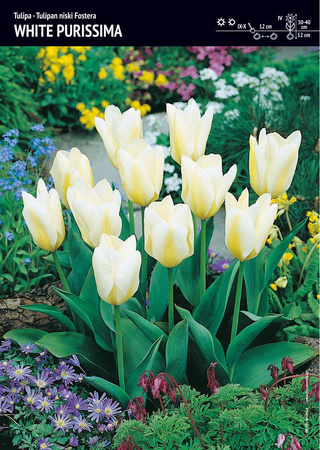 Tulipan 'White Purissima' – 7 szt.