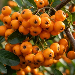 Ognik Szkarłatny Orange Glow (Pyracantha Orange Glow)– sadzonka w doniczce C2 – Botana