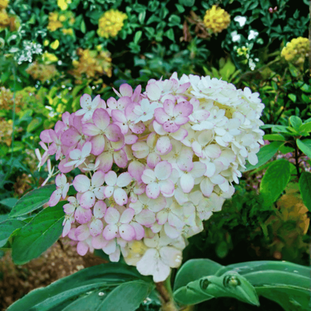 Hortensja Bukietowa 'Vanilla Frise' – Sadzonka 30-40 cm